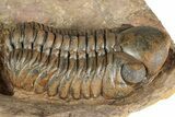 Detailed Reedops Trilobite - Lghaft, Morocco #359489-2